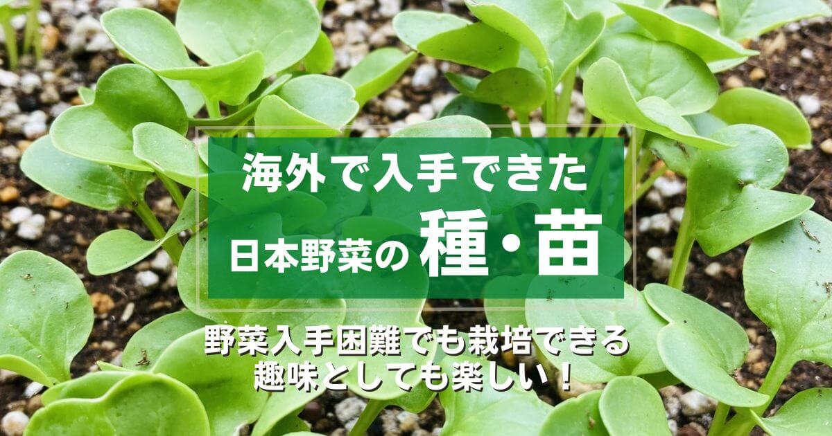 海外で入手できた日本野菜の種・苗